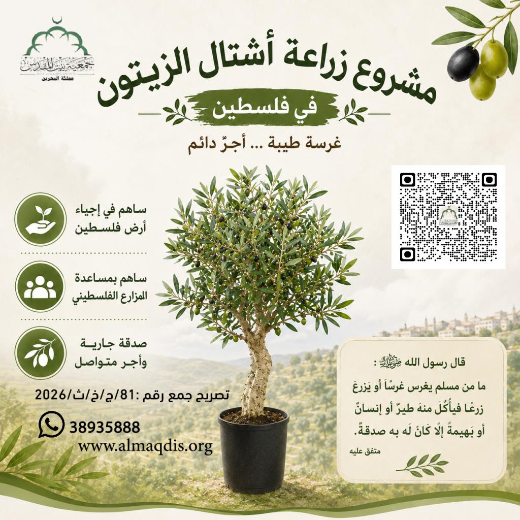 زراعة أشتال الزيتون